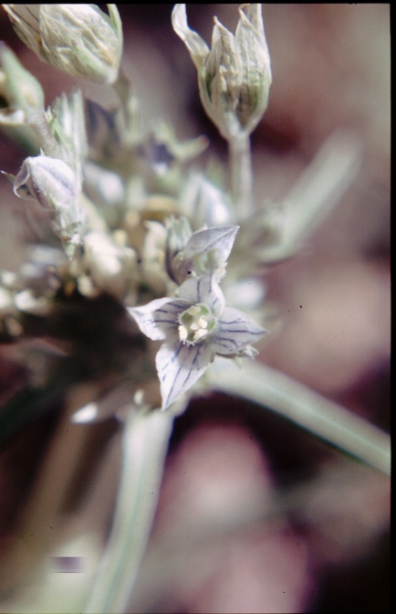 frasera-tubulosa -usa-C798259A-4B6D-11DC-8D9F-000A95CA2156.jpg